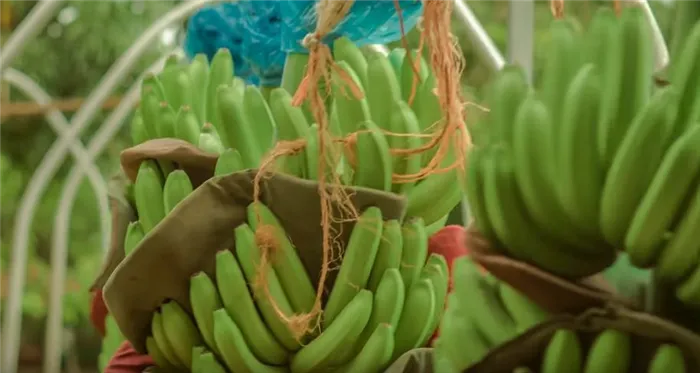 Большие зеленые стебли банана