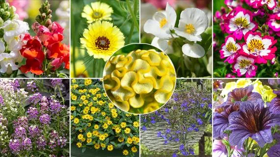 35 низкорослых летних растений для посадки вдоль дорожек, в каменистых садах и по краям смешанных садов