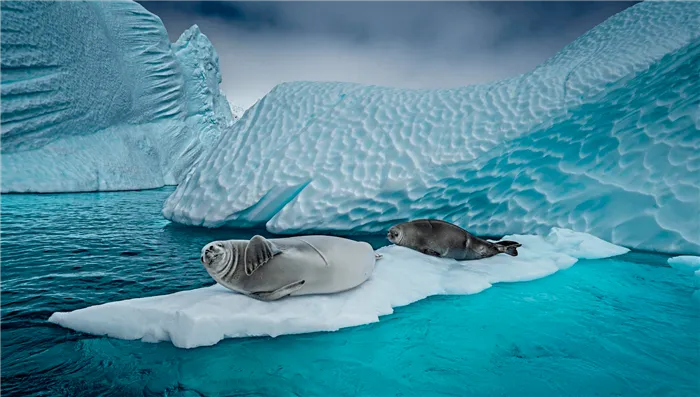 Антарктический тюлень.