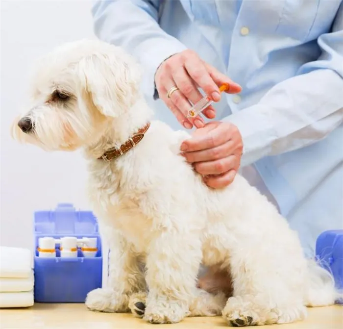 Вакцинация собак в домашних условиях