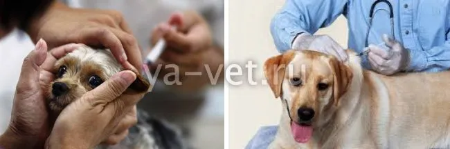 Полная вакцинация собак
