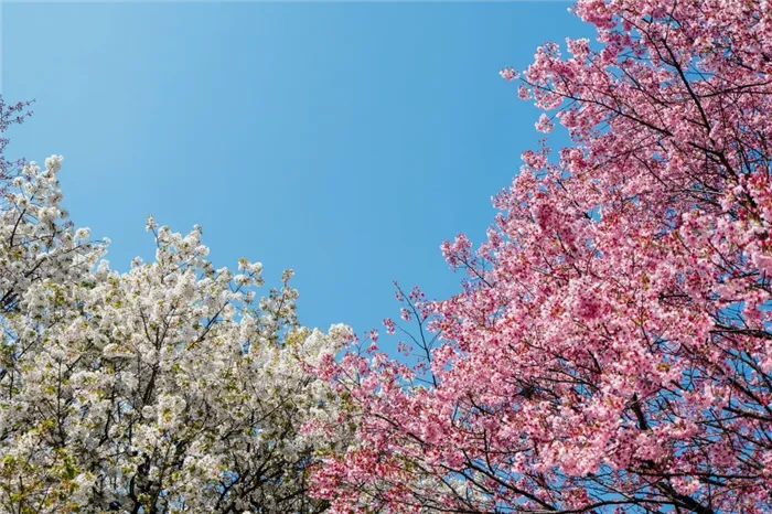 Фото: цветение сакуры.
