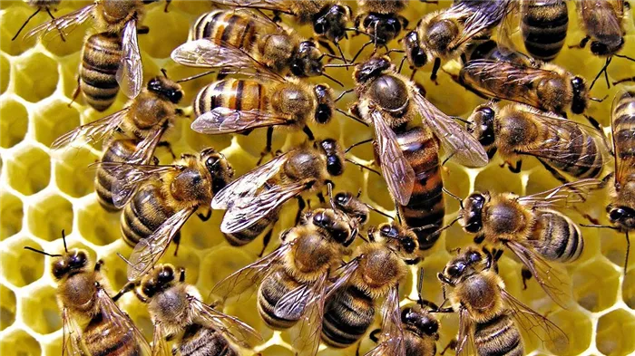 Медоносные пчелы