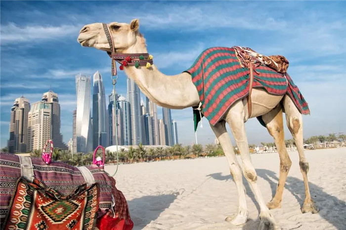 Дубай ОАЭ советы путешественникам