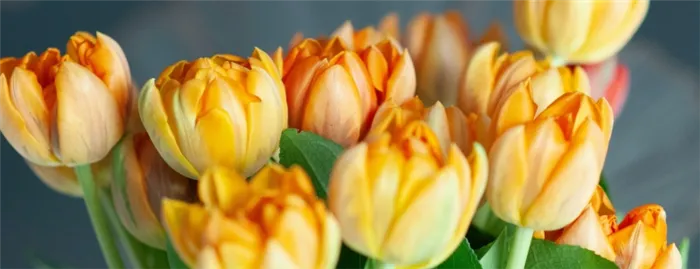 Как сохранить тюльпаны подольше в вазе?