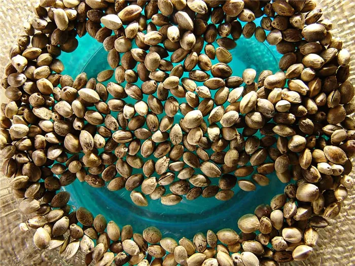 Семена конопли — суперфуд для похудения. Полезные свойства и противопоказания