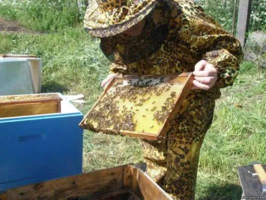 Сколько стоит улей с пчелами
