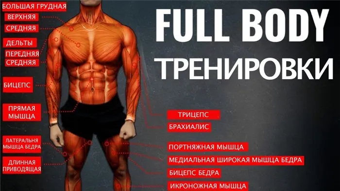 full body тренировка на все группы мышц тела