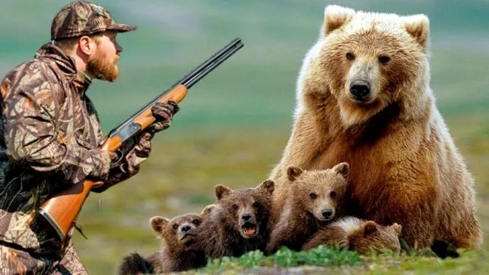 Охота на медведиц с медвежатами - запрещена