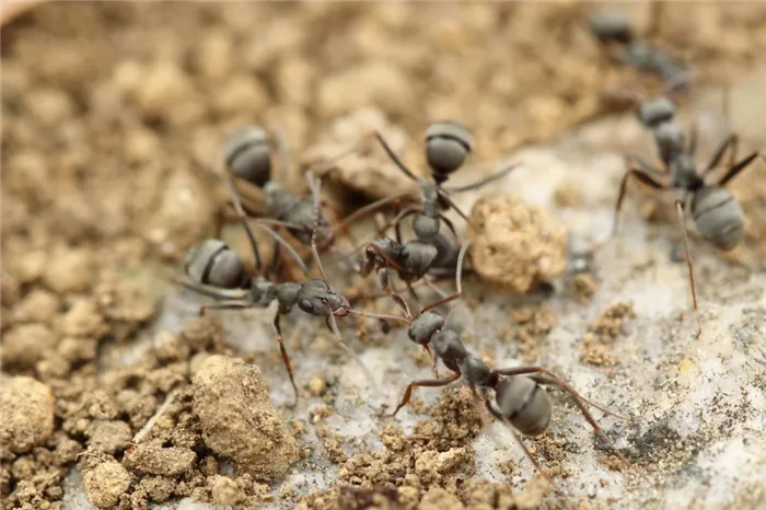 Как выглядит муравьиная ферма