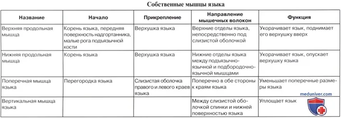 Анатомия: Язык. Строение языка. Мышцы языка. Иннервация, кровоснобжение языка