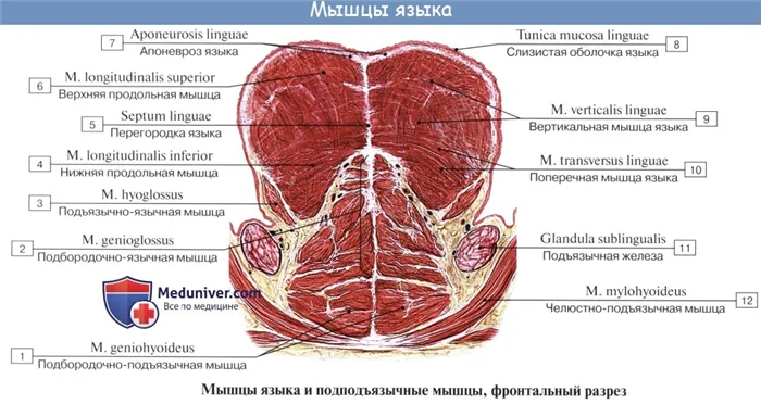 Анатомия: Язык. Строение языка. Мышцы языка. Иннервация, кровоснобжение языка