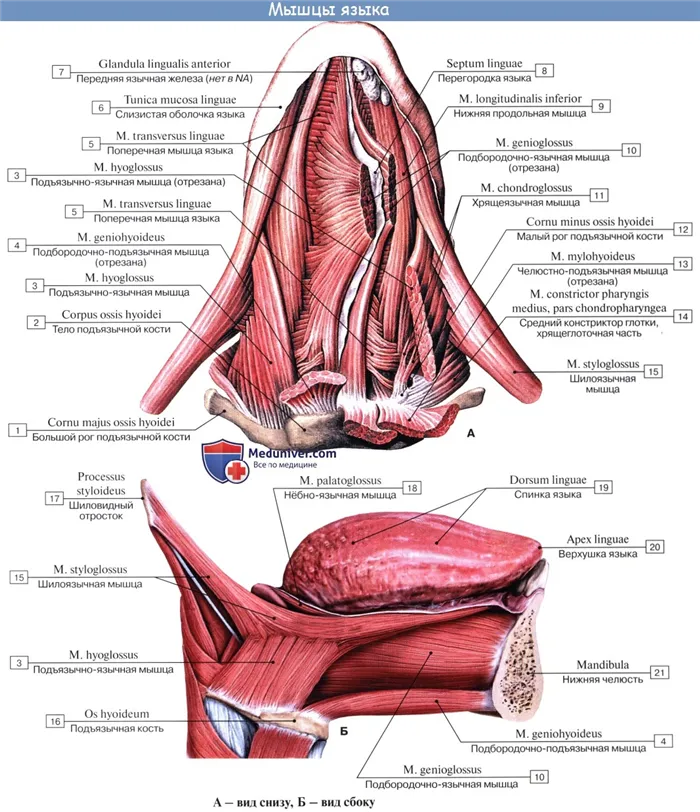 Анатомия: Язык. Строение языка. Мышцы языка. Иннервация, кровоснобжение языка