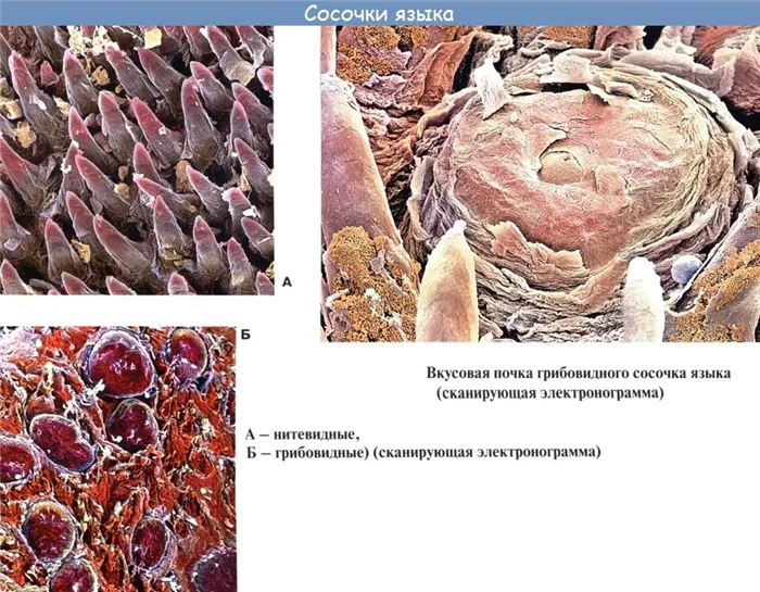 Анатомия: Язык. Строение языка. Мышцы языка. Иннервация, кровоснобжение языка