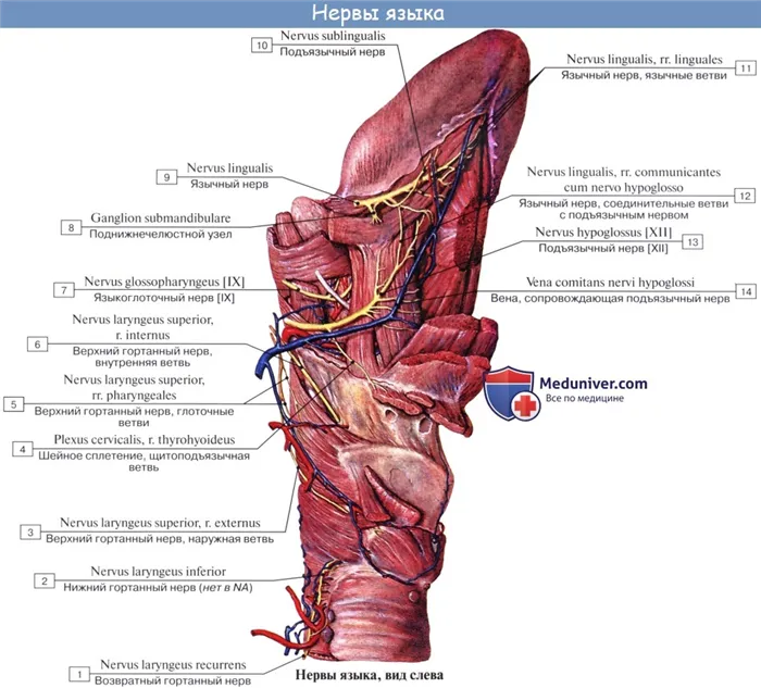 Анатомия: Иннервация языка