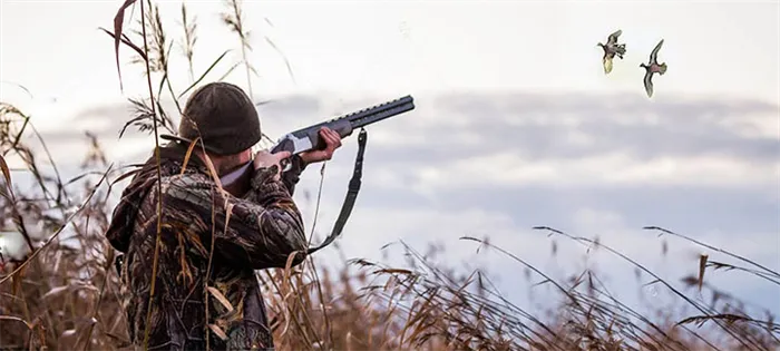 Нужно ли разрешение на охоту в Московской области? Как получить охотничий билет и лицензию?