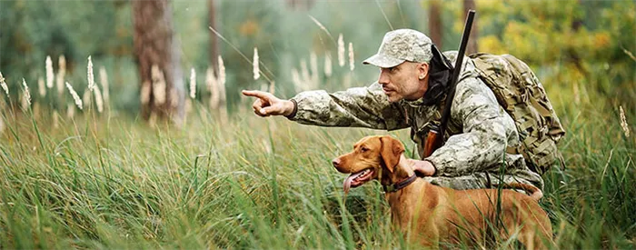 Нужно ли разрешение на охоту в Московской области? Как получить охотничий билет и лицензию?