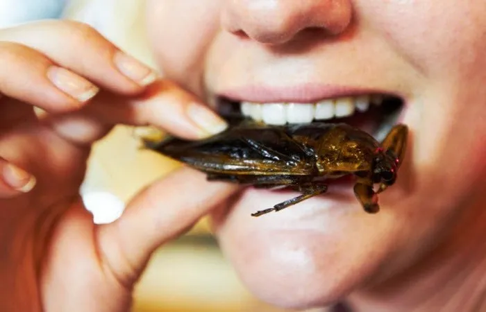 Употребление насекомых в пищу как решение проблемы голода.