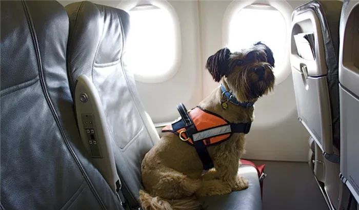 Каких собак можно, а каких нельзя перевозить в самолетах?