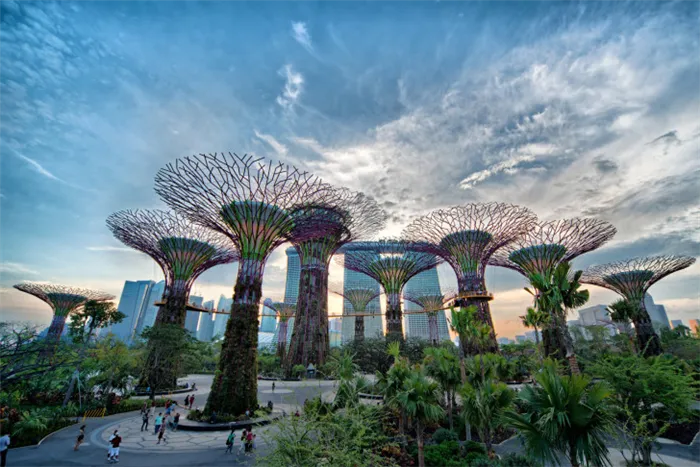 Деревья в Сингапуре