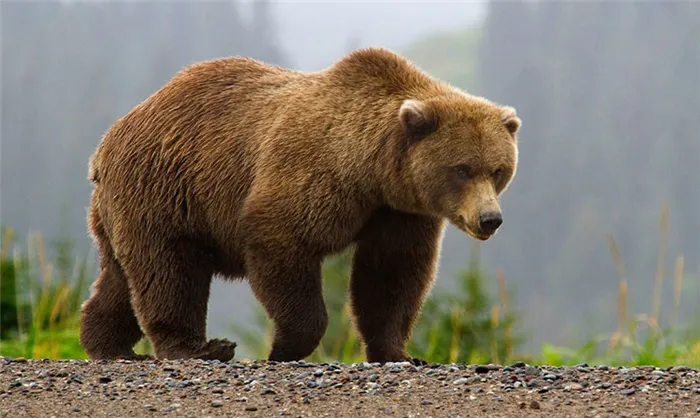Животные Московской области: Бурый медведь