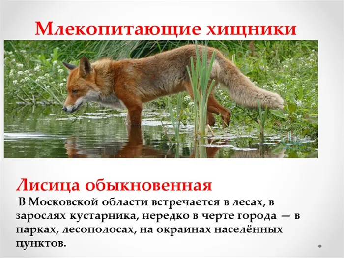 Млекопитающие хищникиЛисица обыкновенная В Московской области встречается в. 
