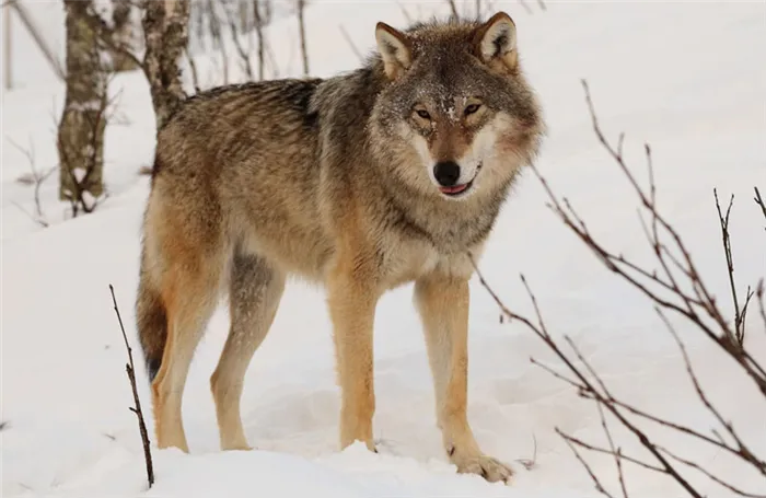 Животные Московской области: Волк обыкновенный