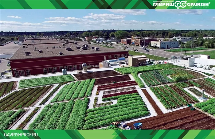 Сити-фермерство — новое и рентабельное направление сельского хозяйства