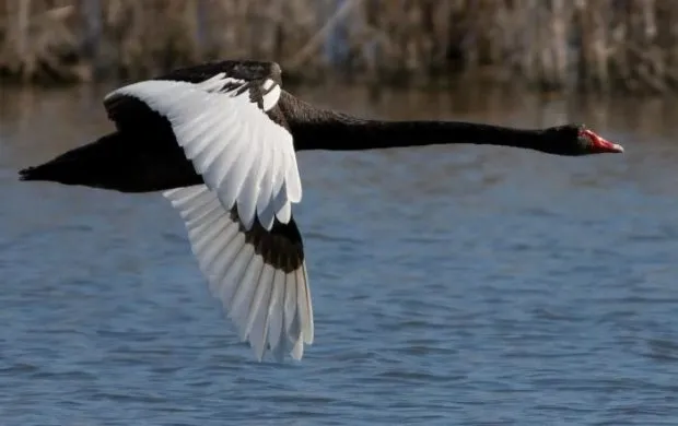 Полет черного лебедя