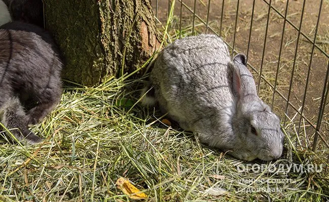 Фото фекалий кролика