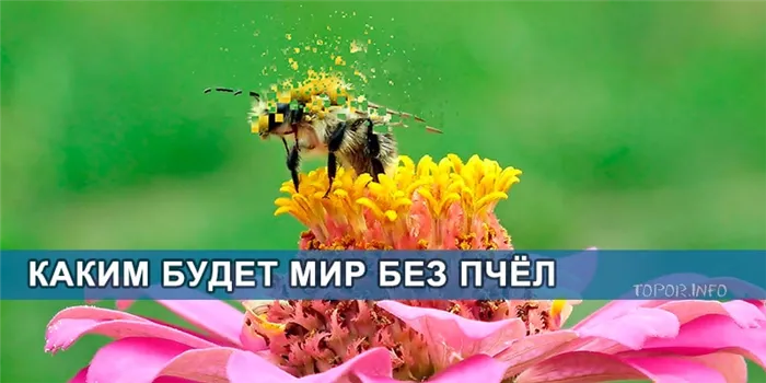 Каким будет мир без пчёл