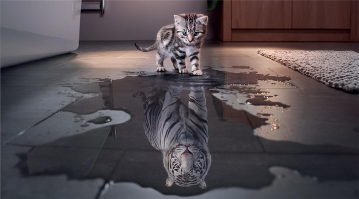 Отражение котенка и тигра